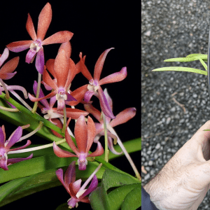 V. Peaches (V. falcata x V. curvifolia) 90mm POT Flowering Size
