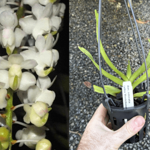 Aer. odorata var. alba MERICLONE SPECIES 90mm POT NFS