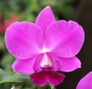 C. Aloha Case 'Ching Hua' AM/AOS