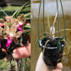 Paraphadenia Juraj Kojs ebay edit NEW