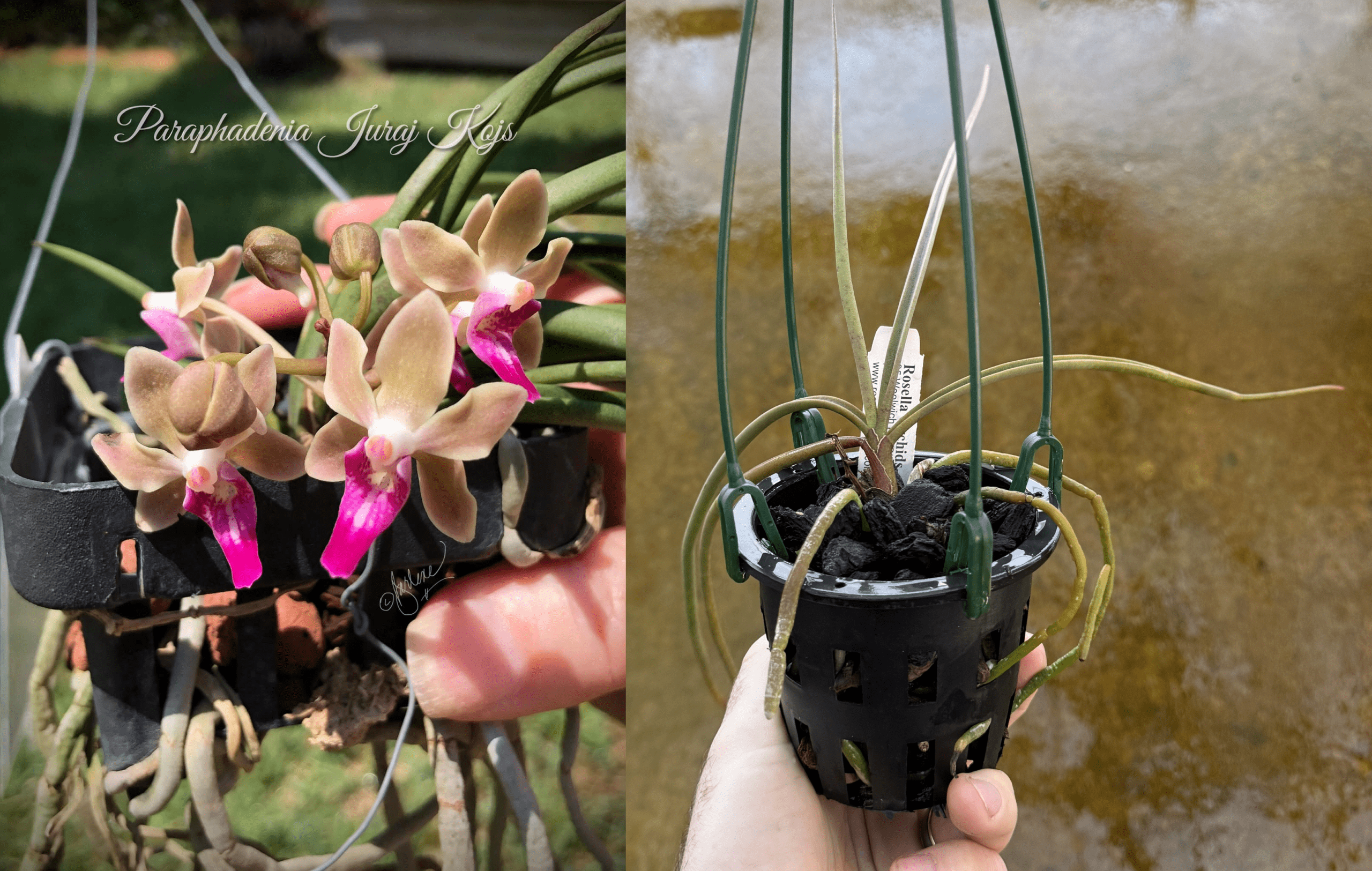 Paraphadenia Juraj Kojs ebay edit NEW