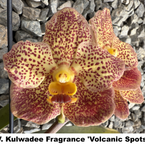V. Kulwadee Fragrance 'Volcanic Spots CLONE FLOWERING SIZE 90mm