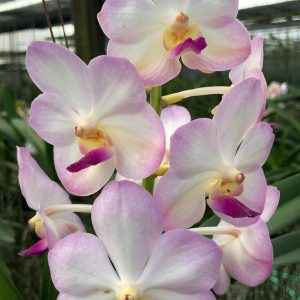 V. Siriwan MERICLONE NEAR FLOWERING SIZE 90mm