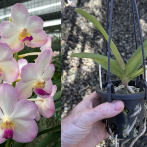 V. Siriwan MERICLONE NEAR FLOWERING SIZE 90mm