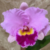 Rlc.-Dream-Trader-Southern-Cross