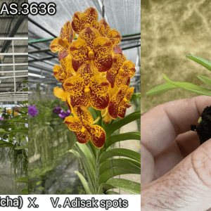 Vanda Van. (Pine Rivers x Sasicha) x V. Adisak Spots 40mm Pot HYBRID