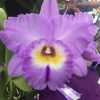 Rlc. Mem. Gordon Vallance 'Janelle' AM/AOC - Thumbnail Image 1