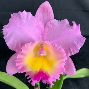C. Dal's Choice 'Castle Creek' HCC/OSCOV