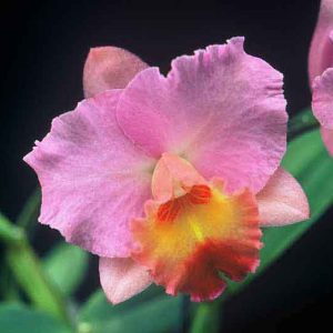 C. Royal Beau 'Jo-Ann' HCC/OSCOV
