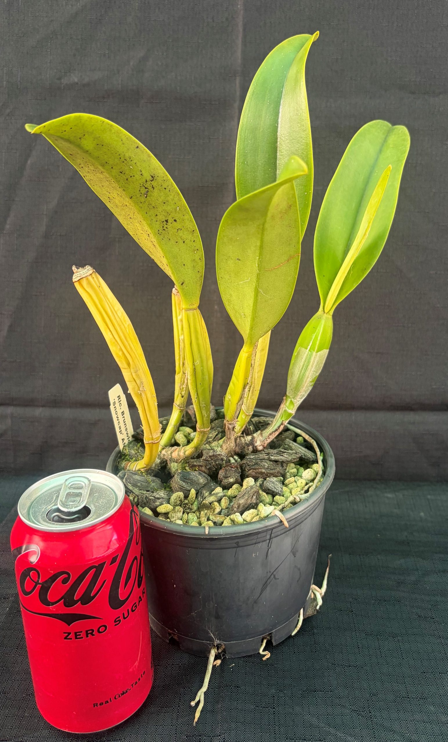 IMG_0116