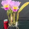 IMG_0144