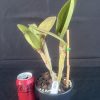 IMG_0194