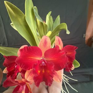 C. Rosella's Magic Jewels