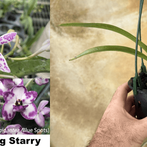 Van. Pinky coerulea x Rhy. gigantea 'Spots' 90mm Pot (Van. Hsinying Starry)