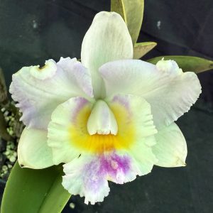 C. Dal's Choice 'John'