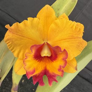 Rth. Rosella’s Golden Emperor ‘Cynthia’