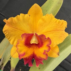 Rth. Rosella’s Golden Emperor ‘Cynthia’