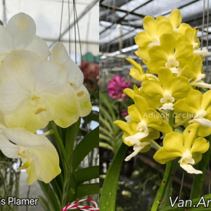V. Robert Palmer x Van. Aromatic 40mm Pot HYBRID