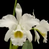 C. gaskelliana var. alba... - Thumbnail Image 1