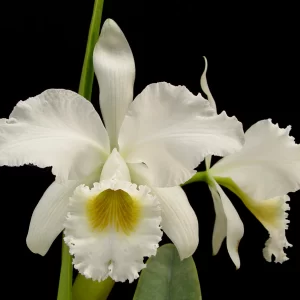 C. gaskelliana var. alba...