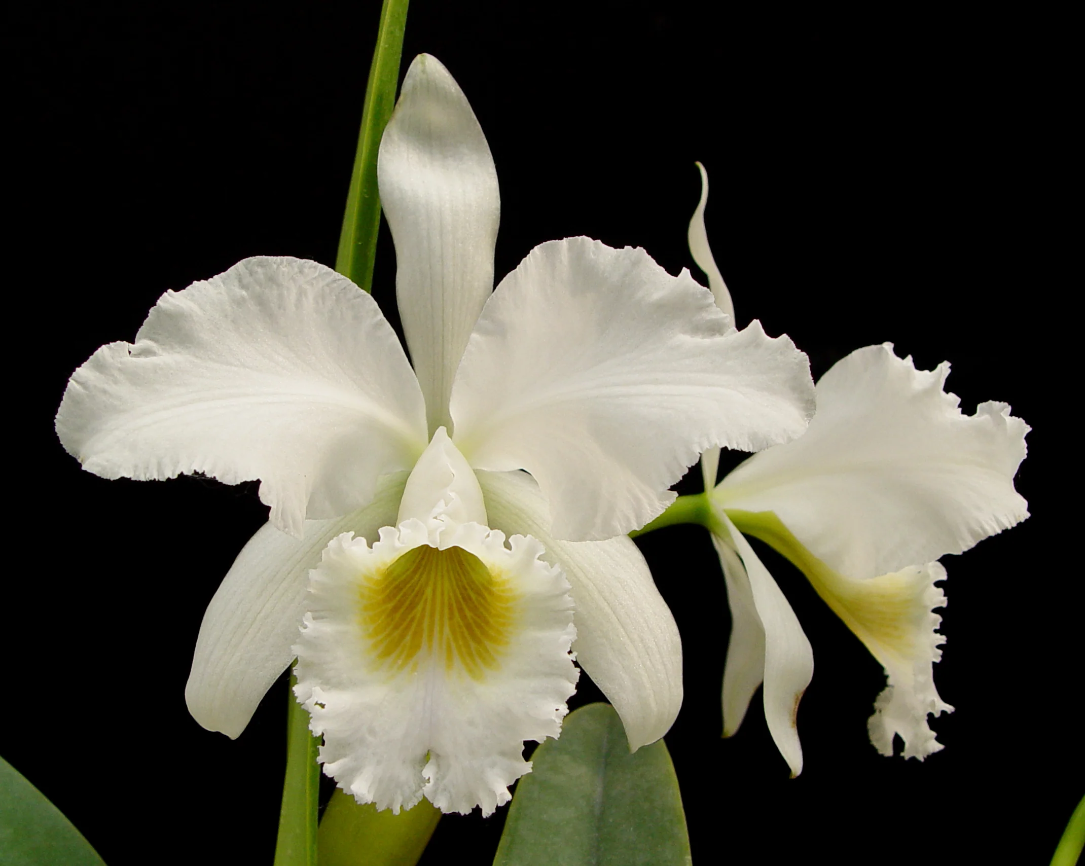 C. gaskelliana var. alba... - Image 1