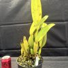 C. gaskelliana var. alba... - Thumbnail Image 2