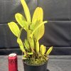 C. gaskelliana var. alba... - Thumbnail Image 4