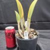 Rhyncholaelia  glauca - Thumbnail Image 2