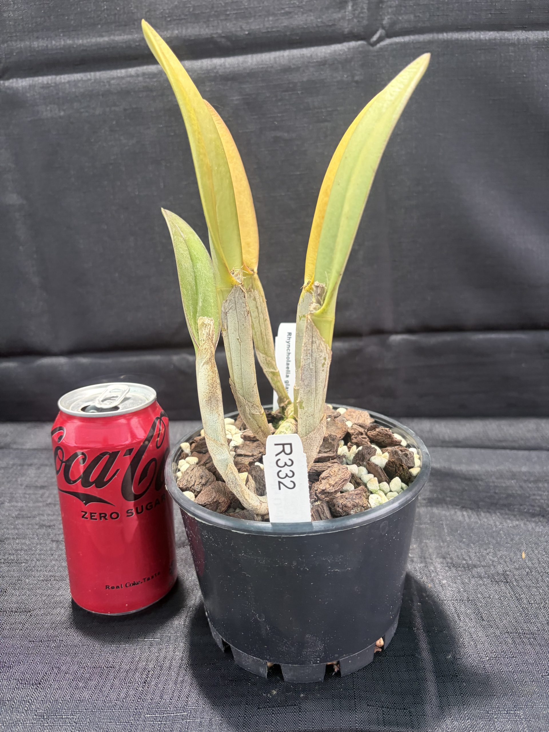 Rhyncholaelia  glauca - Image 2