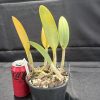 Rhyncholaelia  glauca - Thumbnail Image 3