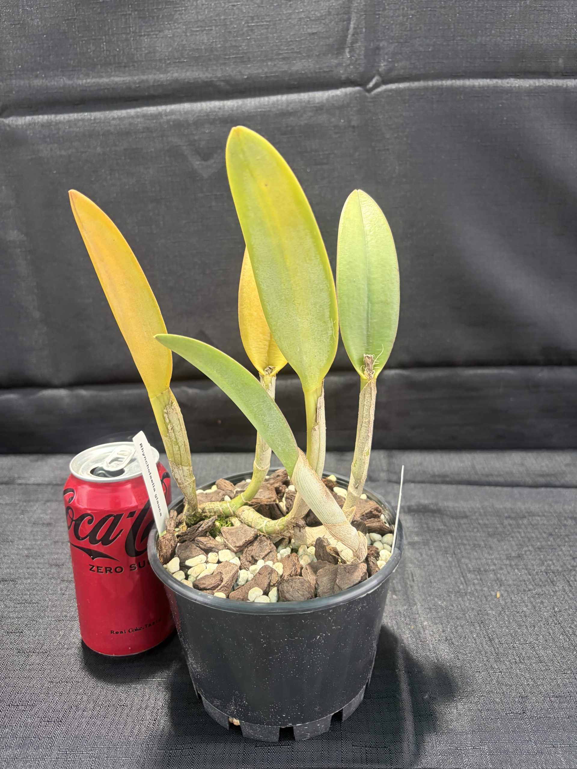 Rhyncholaelia  glauca - Image 3
