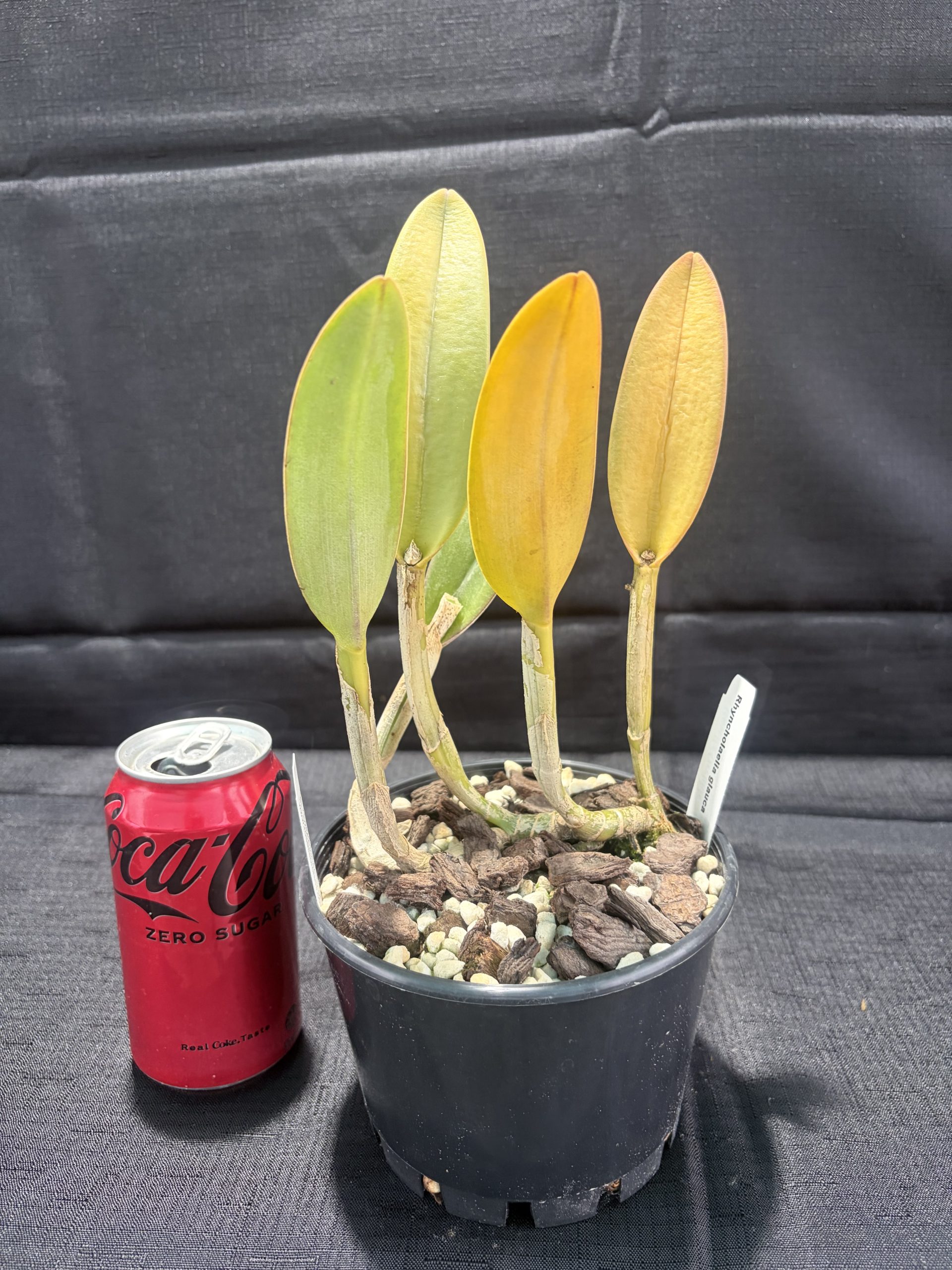 Rhyncholaelia  glauca - Image 4