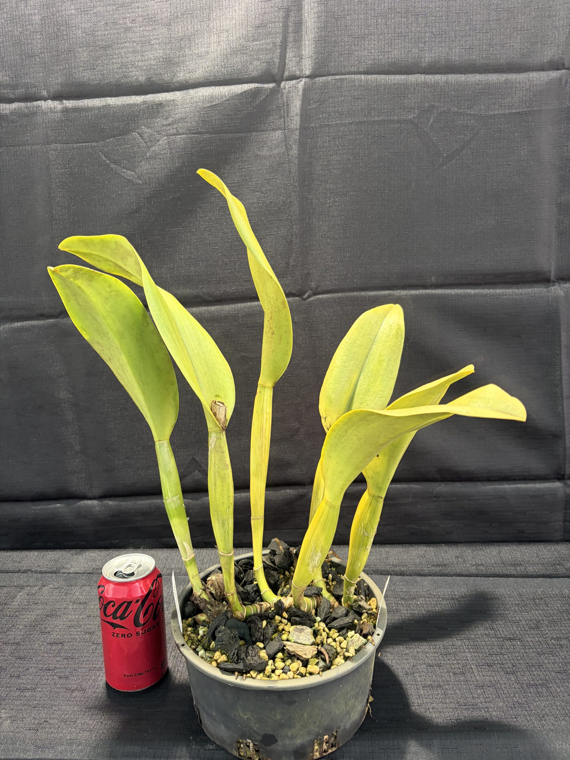 Rlc. Dal's Thunder 'Show Off' - Image 4