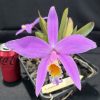 C. jongheana - Thumbnail Image 1
