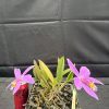 C. jongheana - Thumbnail Image 2