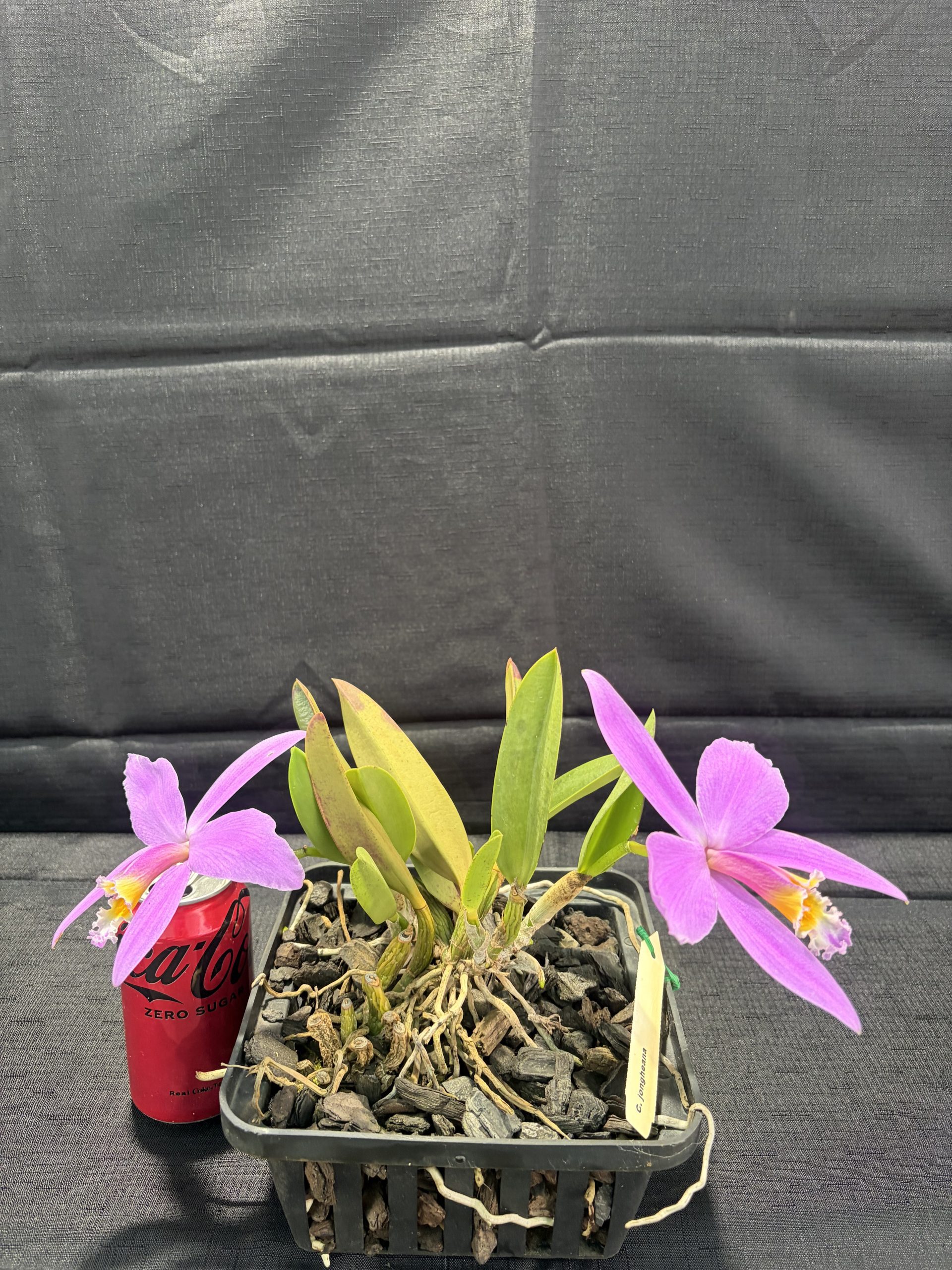 C. jongheana - Image 2