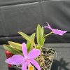 C. jongheana - Thumbnail Image 3