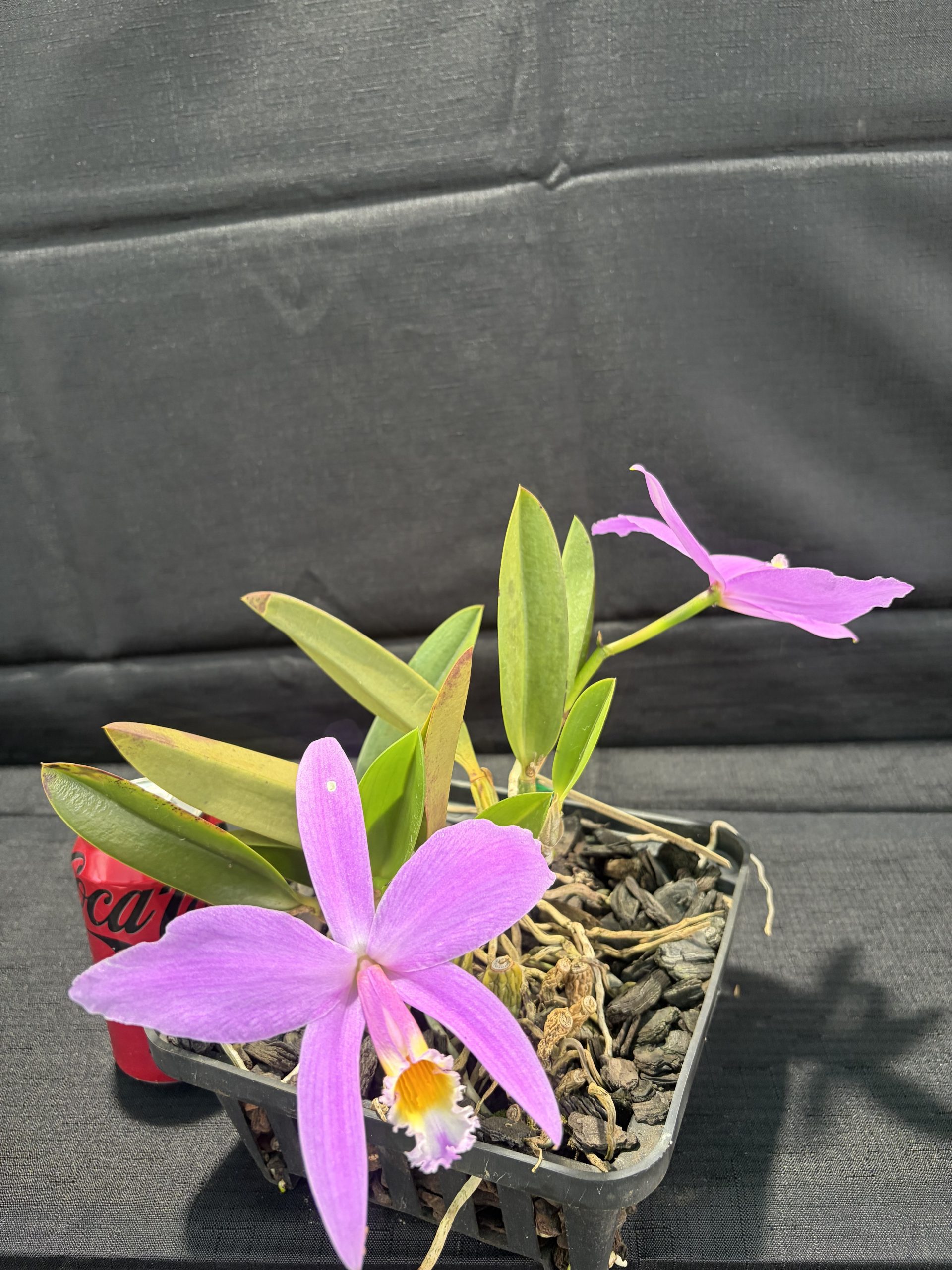 C. jongheana - Image 3