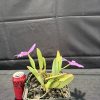 C. jongheana - Thumbnail Image 4