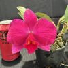 C. Orpettii 'Roy' - Thumbnail Image 1