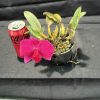 C. Orpettii 'Roy' - Thumbnail Image 2