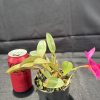 C. Orpettii 'Roy' - Thumbnail Image 3