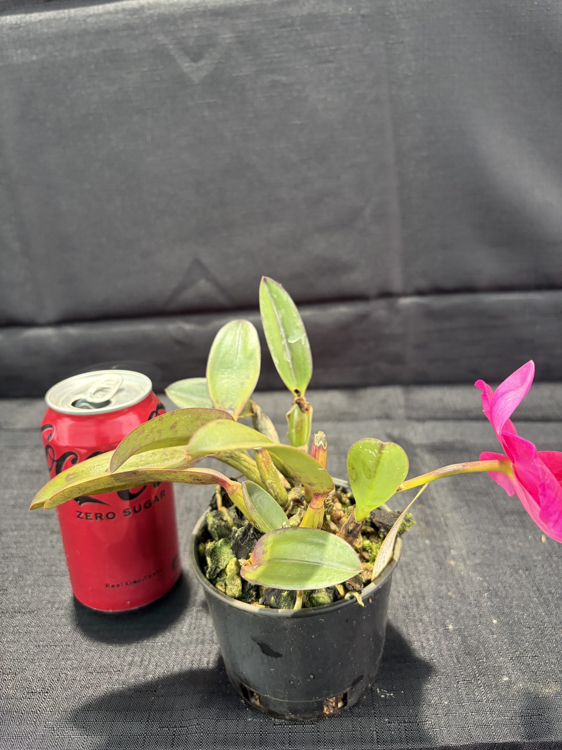 C. Orpettii 'Roy' - Image 3