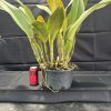 Rlc. Glenn Maidment 'Southern Cross' - Thumbnail Image 2