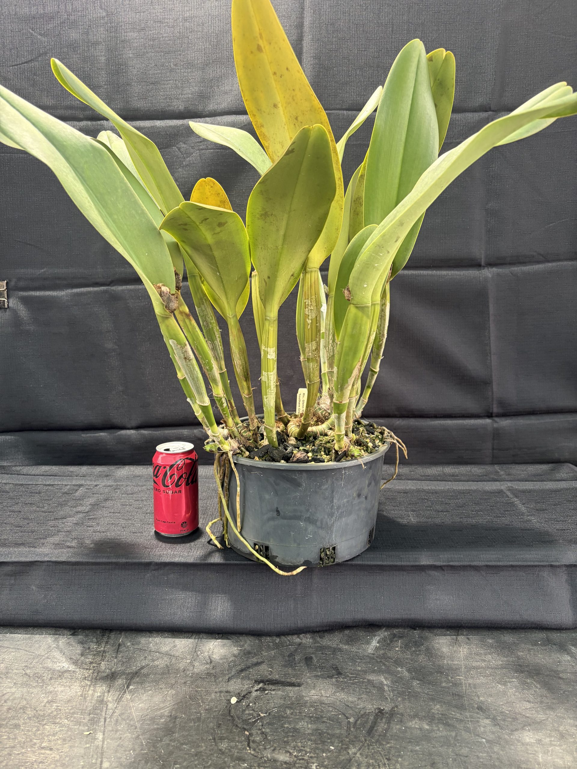 Rlc. Glenn Maidment 'Southern Cross' - Image 2