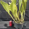 Rlc. Glenn Maidment 'Southern Cross' - Thumbnail Image 5