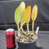 Rhyncholaelia glauca - Thumbnail Image 5