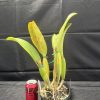 Rlc. Mem. Gordon Vallance 'Ivy Rose' - Thumbnail Image 3