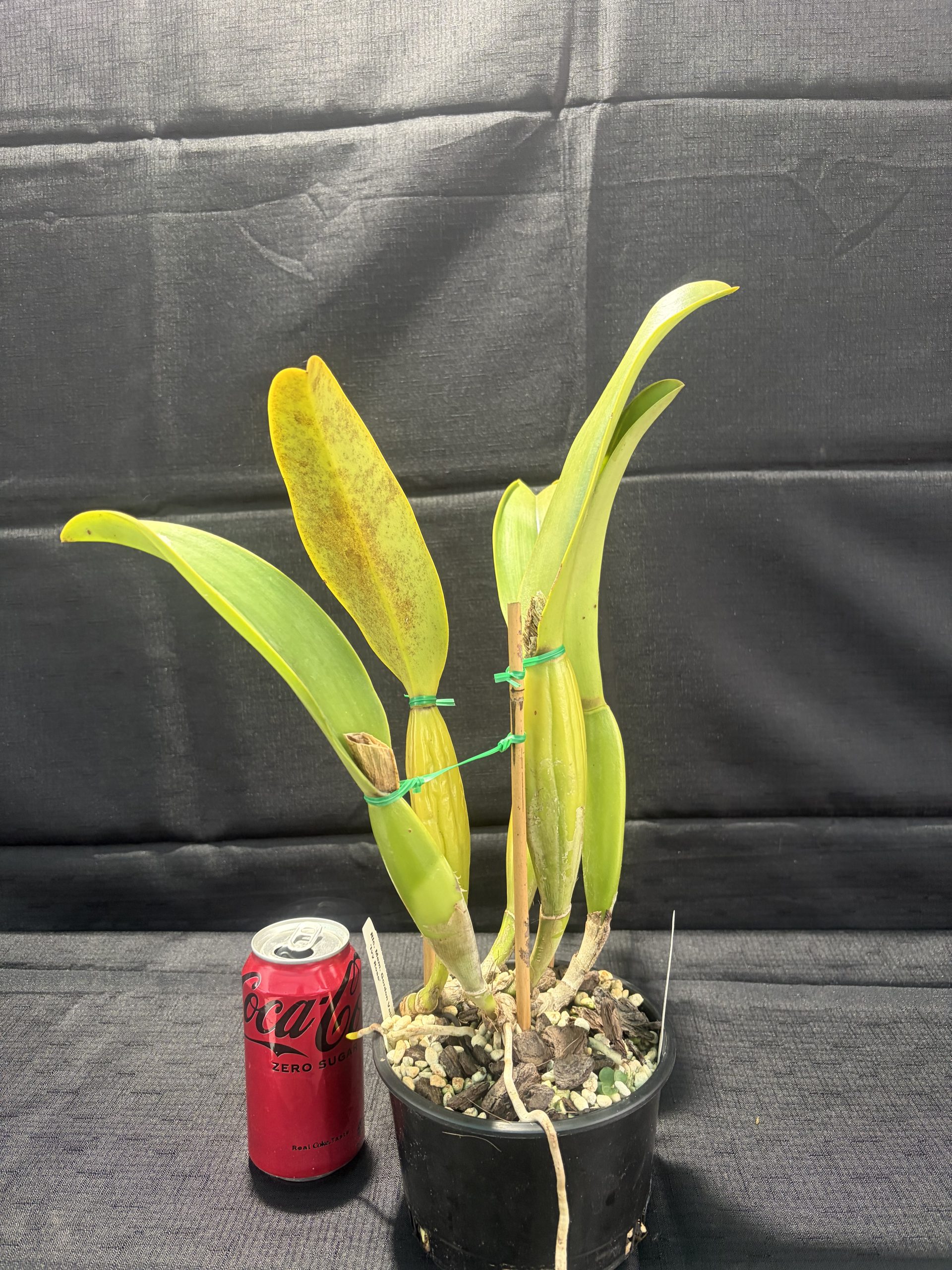Rlc. Mem. Gordon Vallance 'Ivy Rose' - Image 3