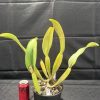 Rlc. Mem. Gordon Vallance 'Janelle' AM/AOC - Thumbnail Image 2